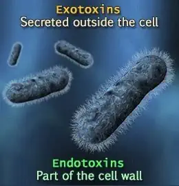 Exotoxins magnified