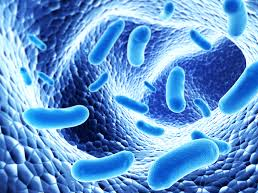 Bacillus subtilis