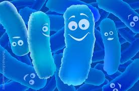 Bacillus coagulans
