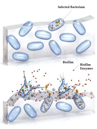 Biofilm disruption